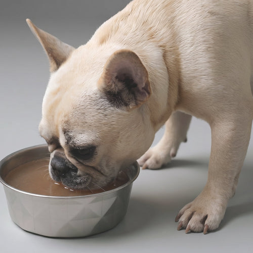 Moro-soep voor honden en katten: wat het is, recept en wanneer je het gebruikt