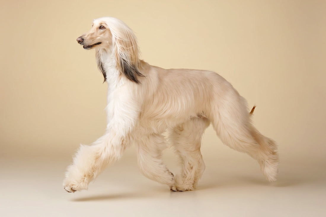 Documento de pedigree canino con información genealógica registrada