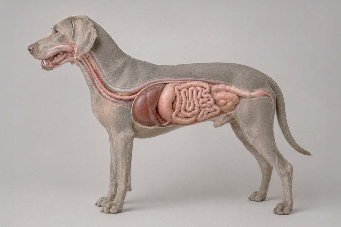 Perros con problemas digestivos