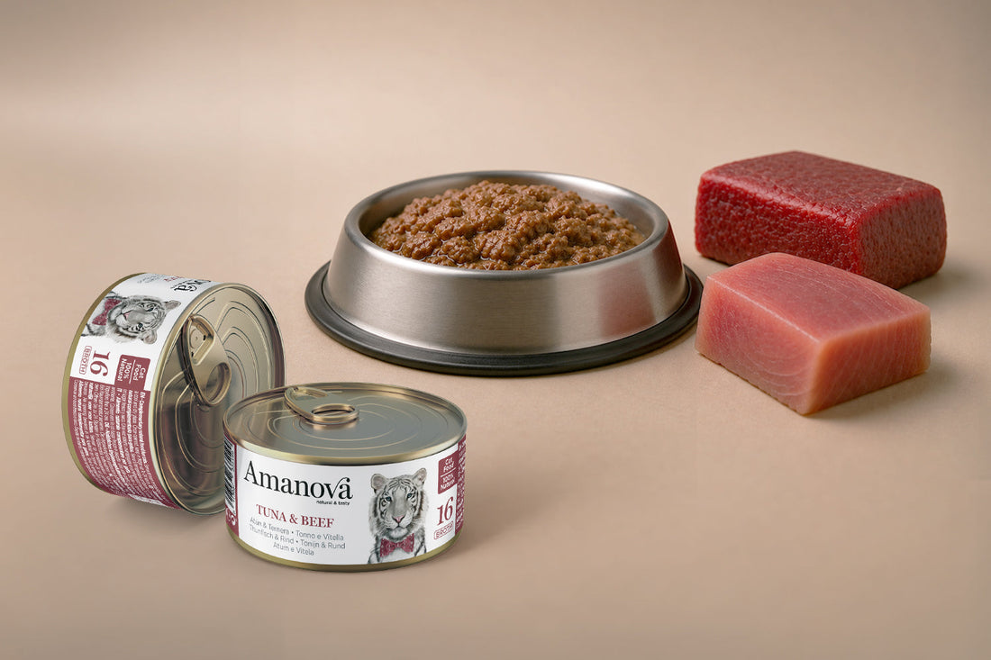 Beneficios de la comida húmeda para gatos