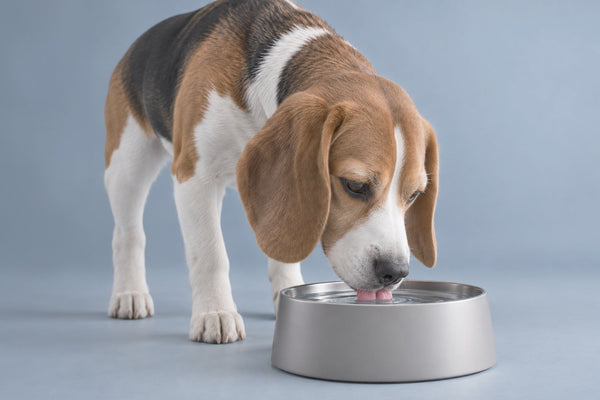 Beagle bebiendo agua con la lengua dentro de un cuenco metálico sobre fondo azul grisáceo