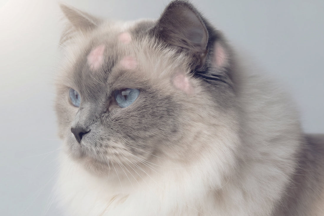 Artículo sobre tiña en gatos: causas, síntomas y opciones de tratamiento