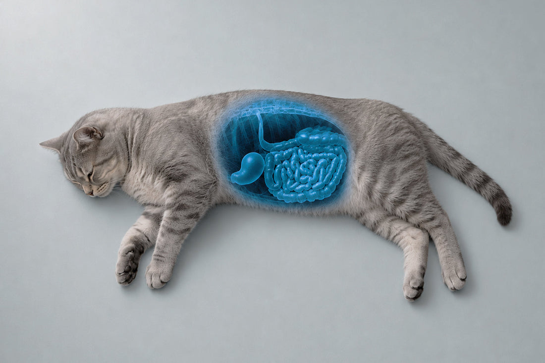 Gato comiendo pienso especial para favorecer su digestión