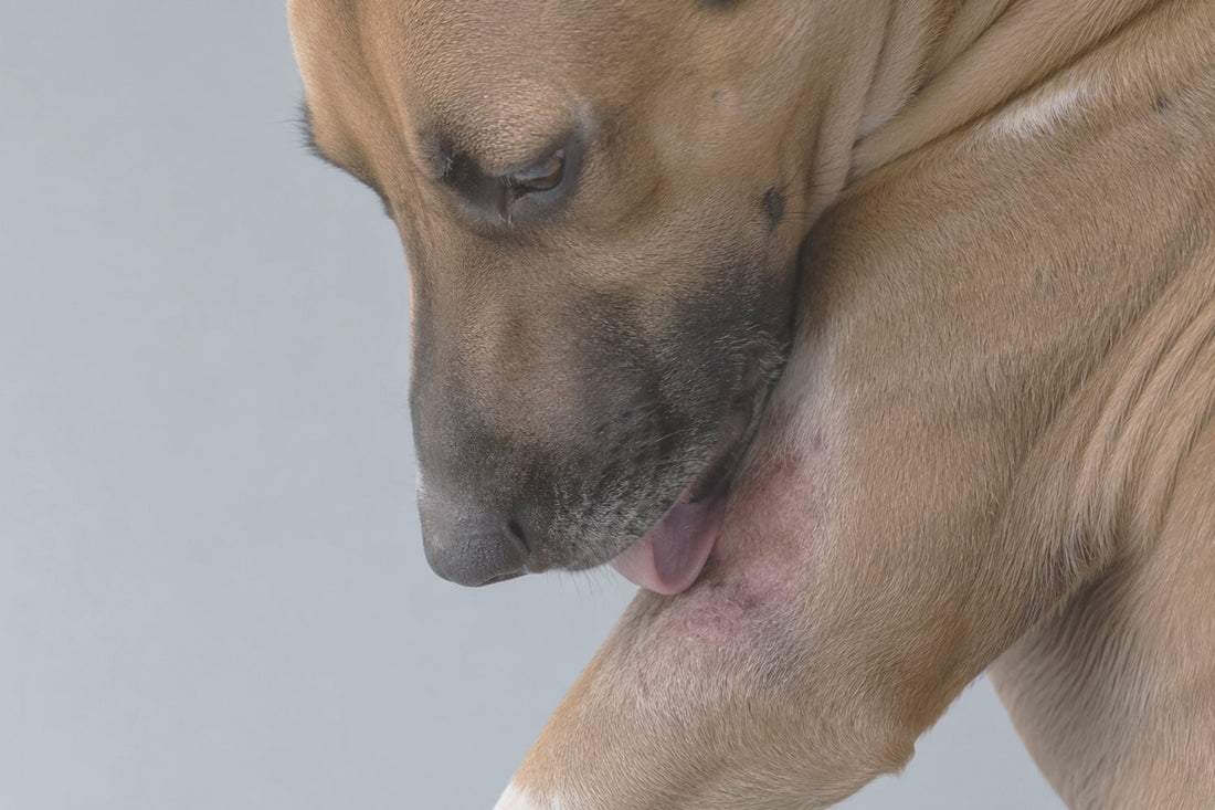 Perro rascándose por alergia alimentaria