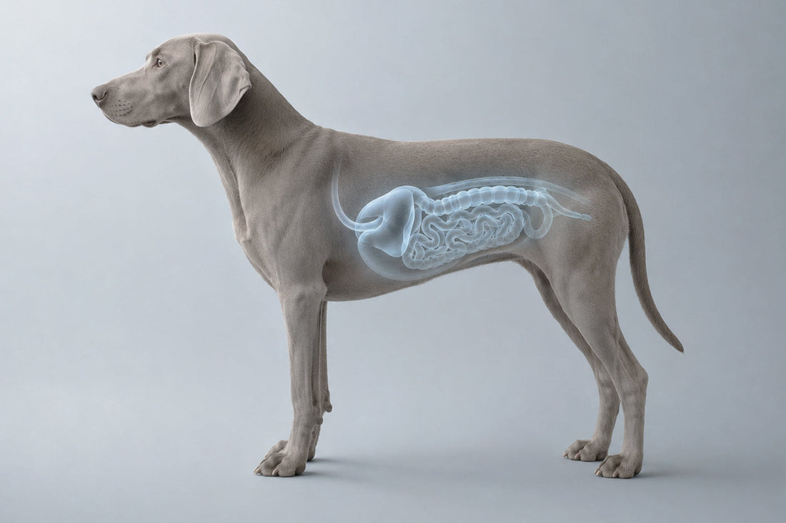 Alergias alimentarias en perros: síntomas, diagnóstico y tratamiento