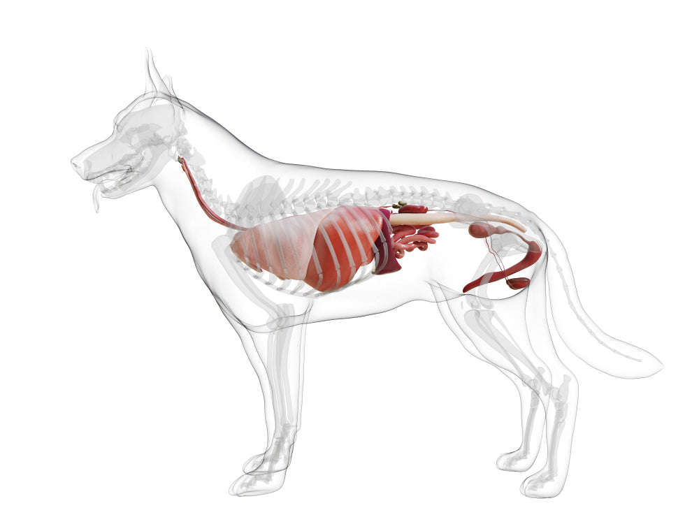Perro en consulta veterinaria por problemas hepáticos