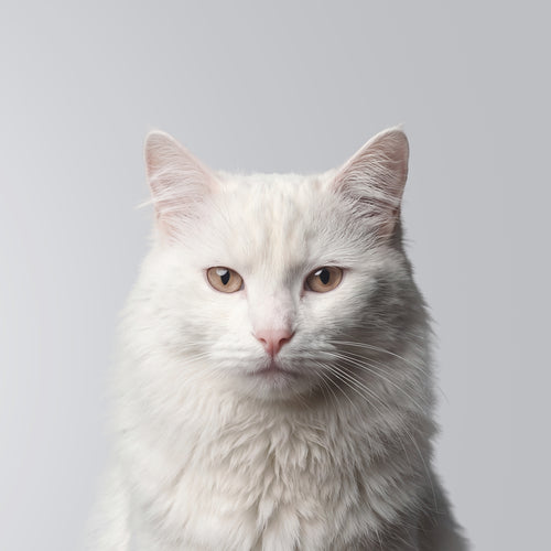 Turkish Angora