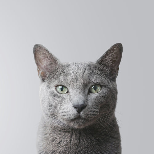 Russian Blue
