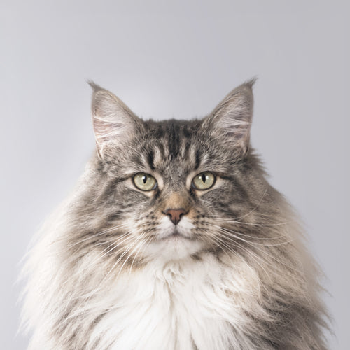 Norwegian Forest Cat