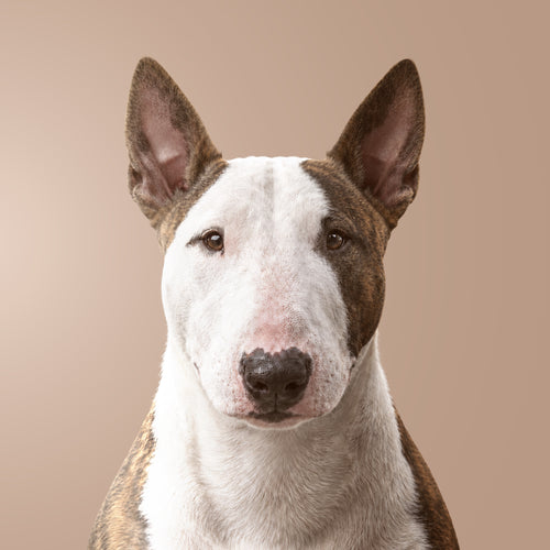 Bull Terrier