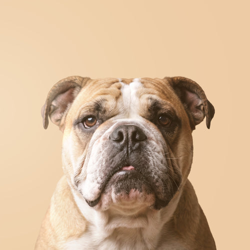 English Bulldog