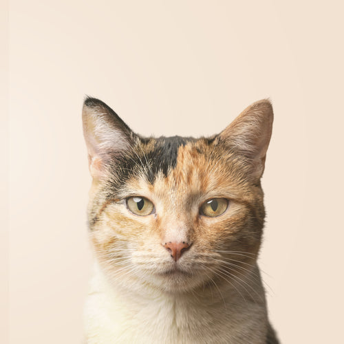 Gatto Calico