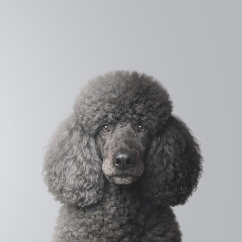 Standard Poodle