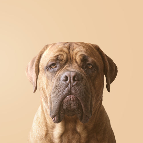 Bordeaux-Dogge