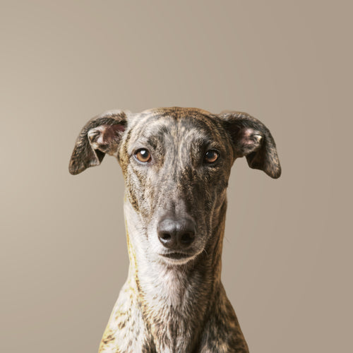 Spanischer Windhund