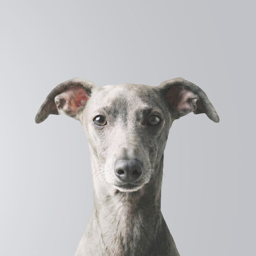 Italian Greyhound
