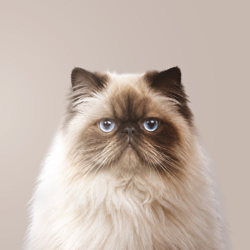 Himalayan Cat