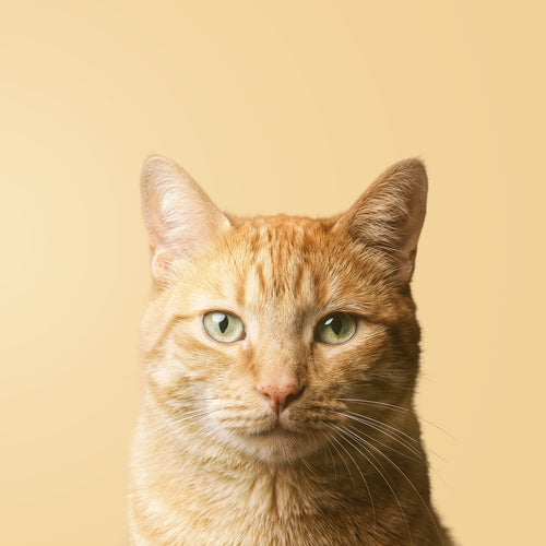 Gatti arancioni