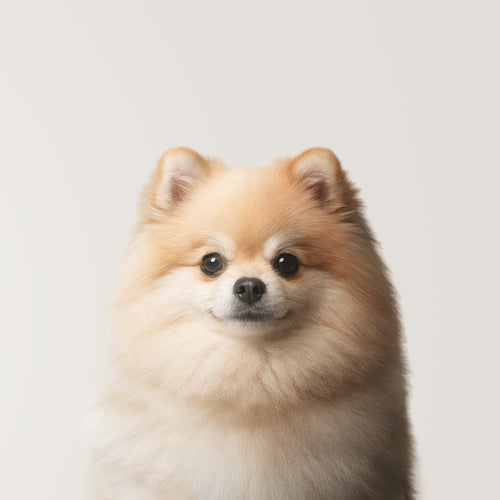 Pomerania