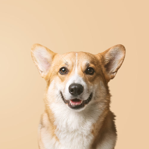 Pembroke Welsh Corgi