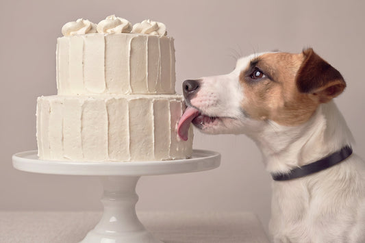 Tartas para perros: las mejores recetas caseras fáciles y saludables