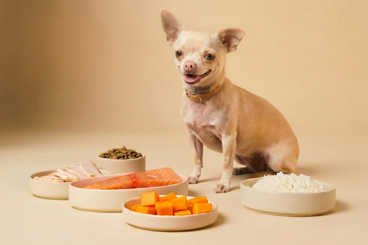 Mejor comida para Chihuahua: guía completa de alimentos y recomendaciones