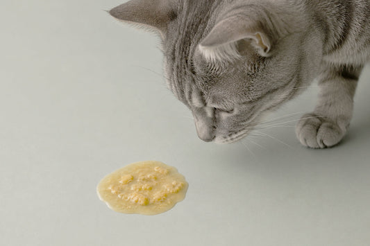 ¿Por qué mi gato vomita el pienso?