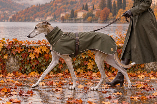 Galgo con abrigo verde paseando con correa entre hojas mojadas a orillas de un lago