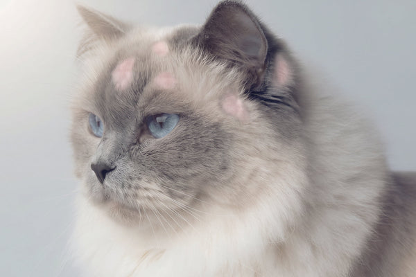 Wat is ringworm bij katten: oorzaken, symptomen en behandeling