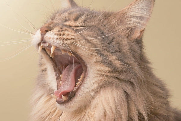 Cat teeth: how many they have, structure, fangs, and development