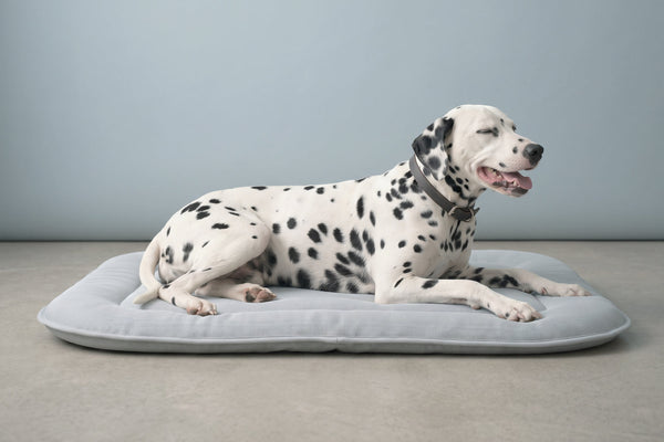 Camas refrescantes para perros: ¿Cómo escoger la ideal?