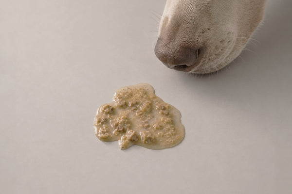 Hoofdoorzaken van braken bij honden