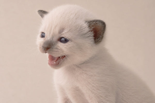 Gatto Siamese cucciolo: Com'è e come devi prendertene cura?