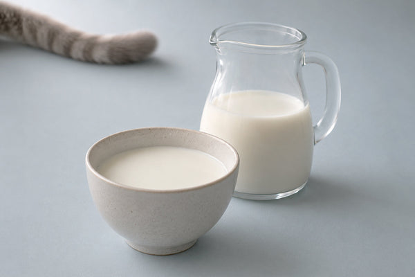 Il latte fa bene ai gatti?