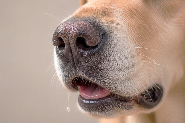 Husten bei Hunden