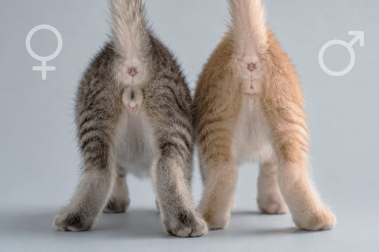 Cómo saber si un gato es hembra o macho