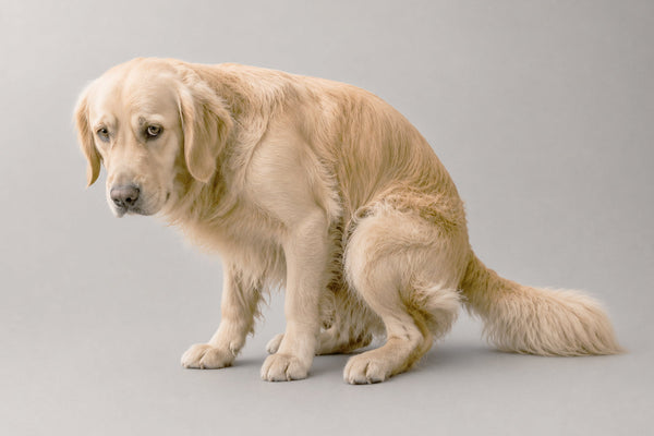 Diarreia em cães causas
