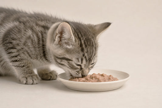 Alimentación del gato de 3 meses: guía completa
