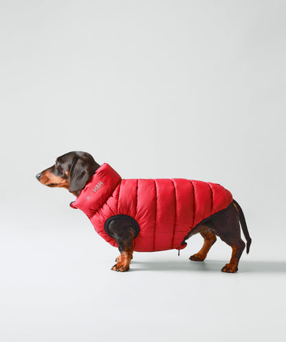 Hackett dog puffer