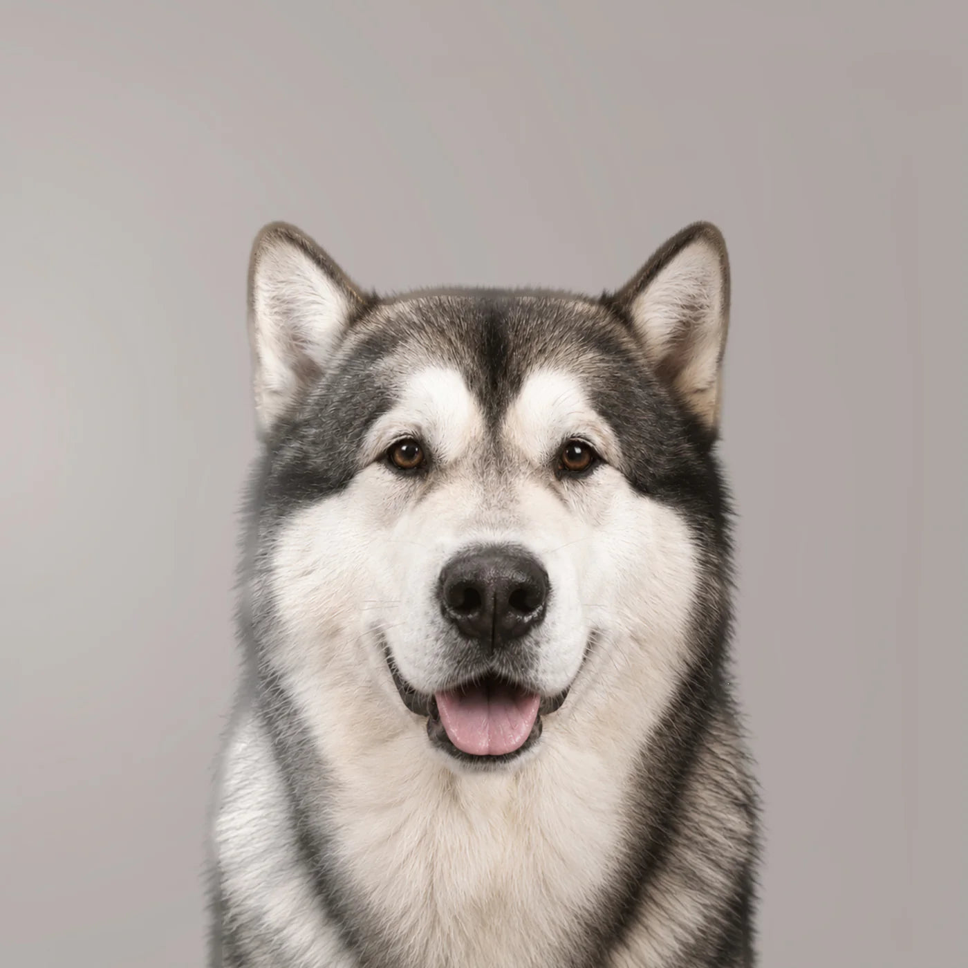 Alaskan Malamute