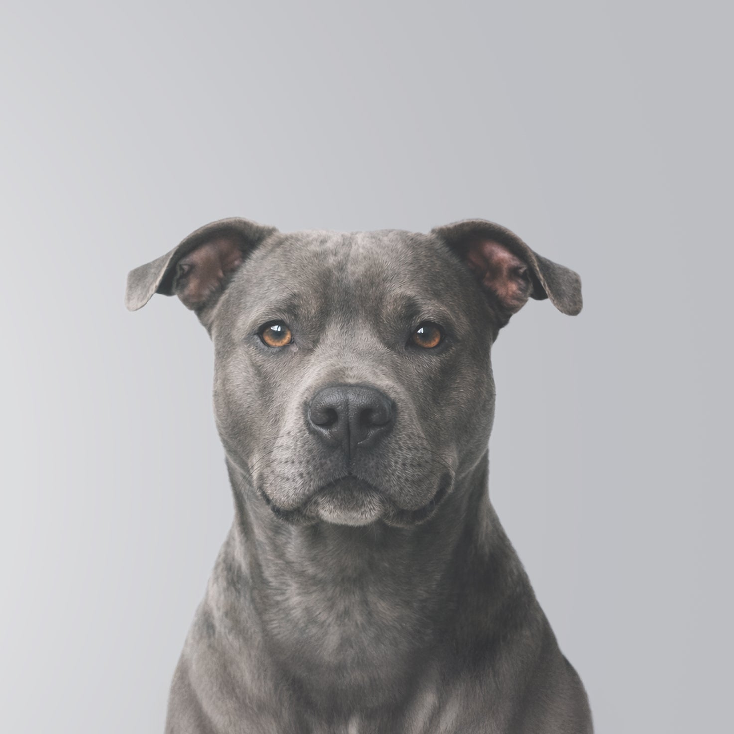 American Staffordshire Terrier