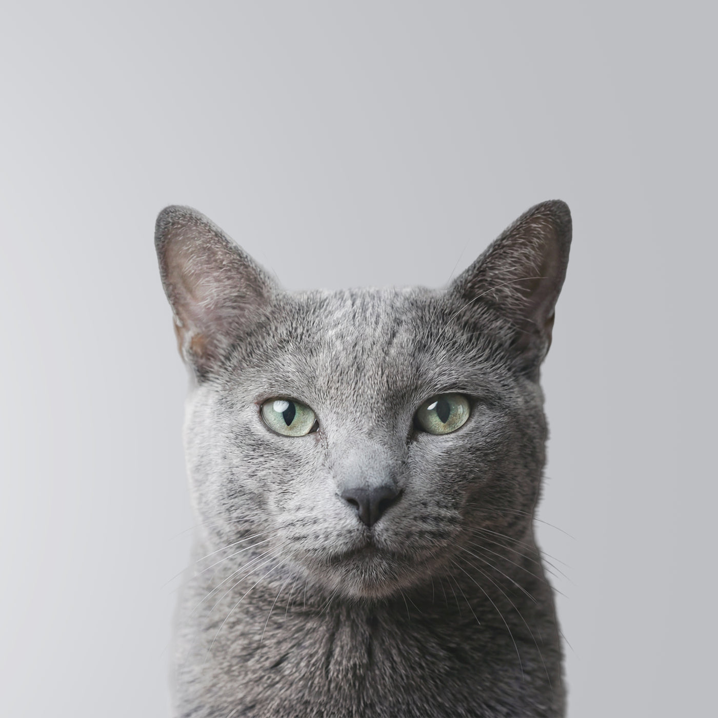Azul Ruso