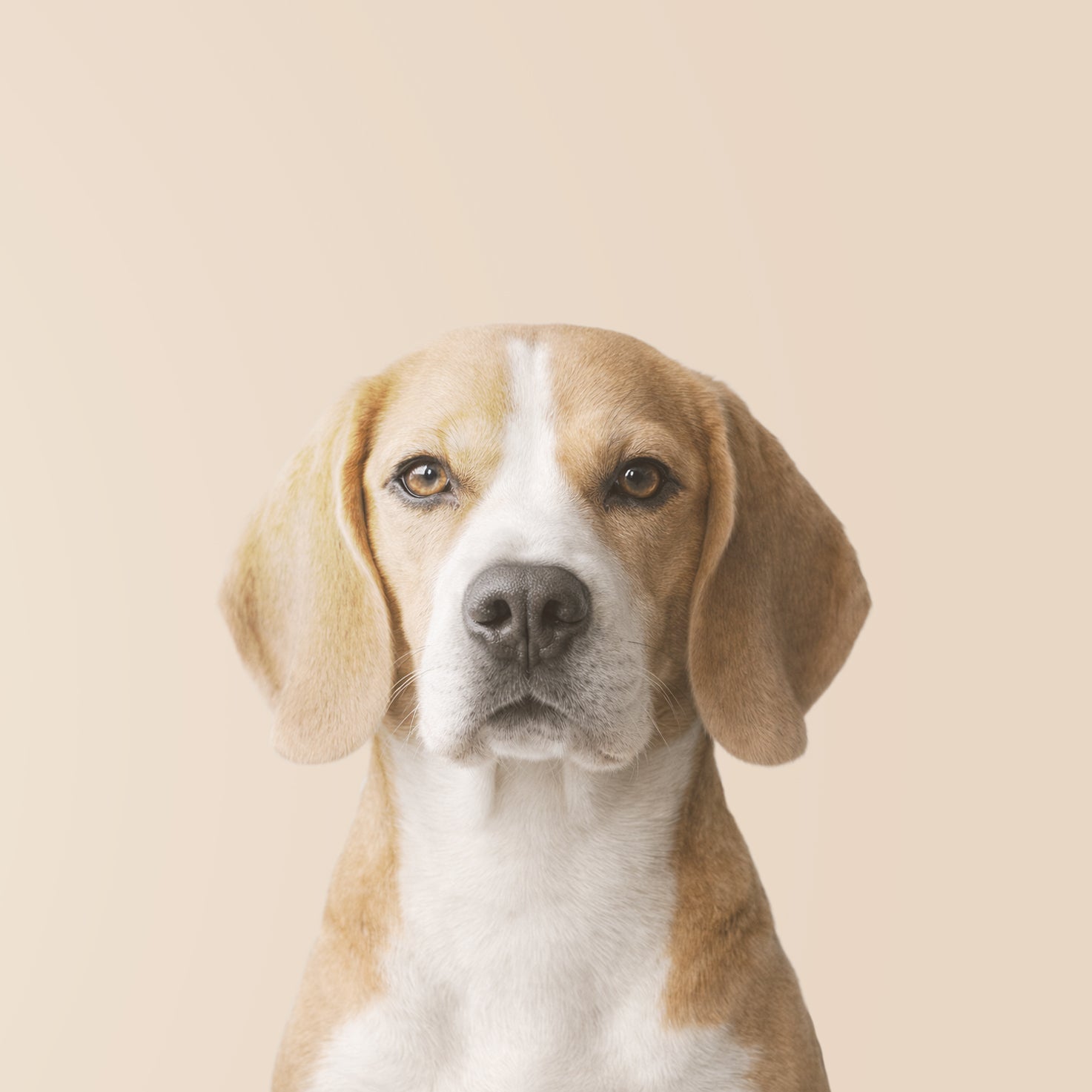 Beagle
