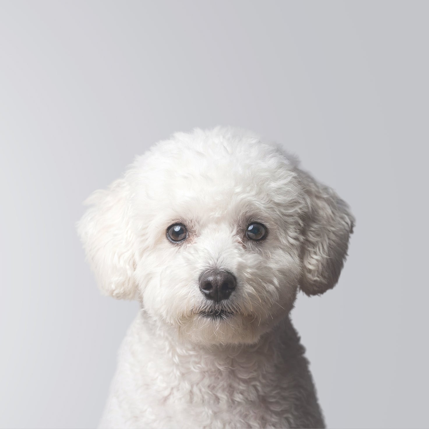 Bichon Maltais