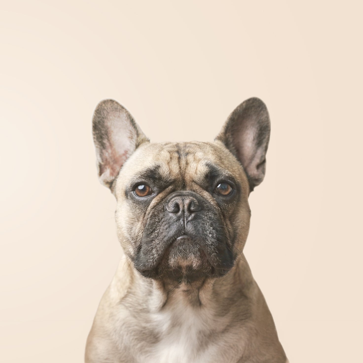 Bouledogue français