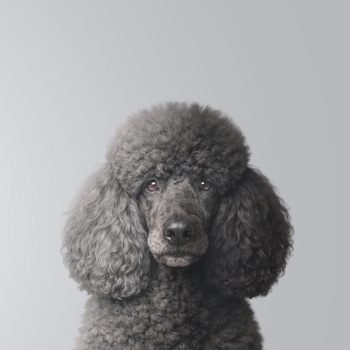 Caniche Géant