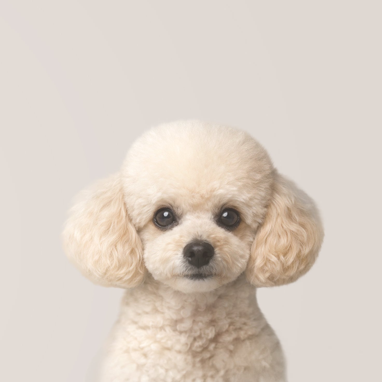 Caniche Toy 