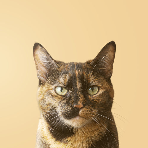 Gatto tartarugato