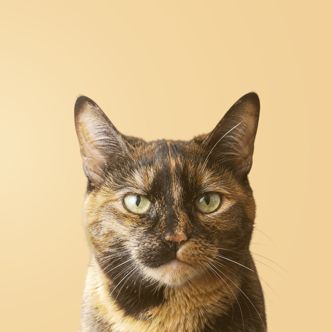 Gato Carey