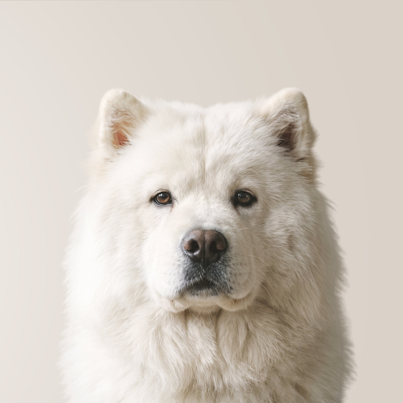 Chow Chow